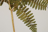 細葉姬蕨藏品圖，第18張