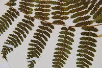 細葉姬蕨藏品圖，第20張