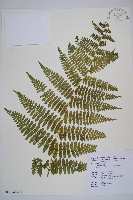 細葉姬蕨藏品圖，第21張