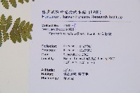 細葉姬蕨藏品圖，第22張