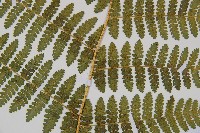 細葉姬蕨藏品圖，第23張