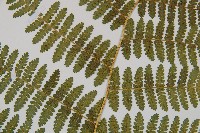 細葉姬蕨藏品圖，第24張