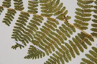 細葉姬蕨藏品圖，第25張