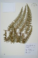 逆羽裡白藏品圖，第1張