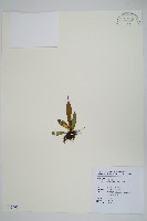 尖嘴蕨藏品圖，第1張