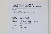 尖嘴蕨藏品圖，第2張