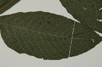 傅氏三叉蕨藏品圖，第3張