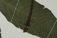 傅氏三叉蕨藏品圖，第4張