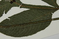 傅氏三叉蕨藏品圖，第5張