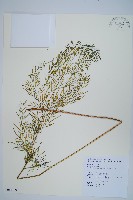 金粉蕨藏品圖，第1張