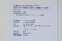 金粉蕨藏品圖，第2張