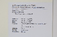 天草鳳尾蕨藏品圖，第2張