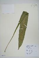 斷線蕨藏品圖，第1張