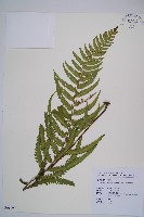 邊緣鱗蓋蕨藏品圖，第1張