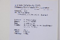 邊緣鱗蓋蕨藏品圖，第2張