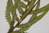 邊緣鱗蓋蕨藏品圖，第3張