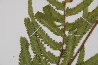 邊緣鱗蓋蕨藏品圖，第4張