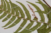 邊緣鱗蓋蕨藏品圖，第5張