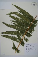 亞粗毛鱗蓋蕨藏品圖，第1張