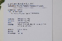 亞粗毛鱗蓋蕨藏品圖，第2張