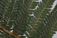 亞粗毛鱗蓋蕨藏品圖，第3張