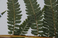 亞粗毛鱗蓋蕨藏品圖，第4張