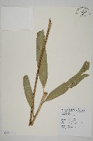 鹵蕨藏品圖，第1張