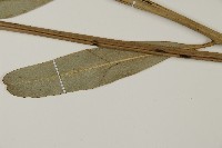 鹵蕨藏品圖，第5張