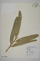 鹵蕨藏品圖，第6張