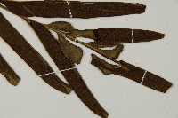 鹵蕨藏品圖，第10張