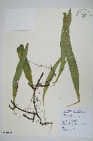 玉山瓦葦藏品圖，第1張