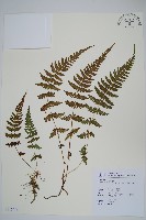 耳羽紫柄蕨藏品圖，第1張