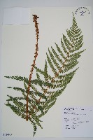 黑鱗耳蕨藏品圖，第1張