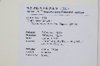 黑鱗耳蕨藏品圖，第2張