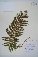 深山蹄蓋蕨藏品圖，第1張