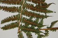 深山蹄蓋蕨藏品圖，第5張