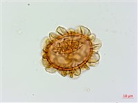 深山蹄蓋蕨藏品圖，第2張