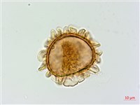 深山蹄蓋蕨藏品圖，第3張