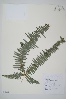 大羽芒萁藏品圖，第1張