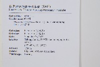 大羽芒萁藏品圖，第2張