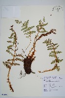 密毛鱗毛蕨藏品圖，第1張