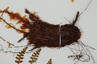 密毛鱗毛蕨藏品圖，第3張