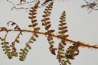 密毛鱗毛蕨藏品圖，第4張