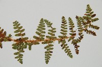 密毛鱗毛蕨藏品圖，第5張