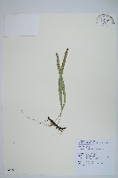 擬鱗瓦葦藏品圖，第1張