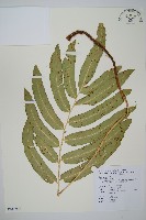 大頂羽鱗毛蕨藏品圖，第1張