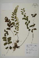 半月形鐵線蕨藏品圖，第1張