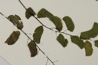 半月形鐵線蕨藏品圖，第3張