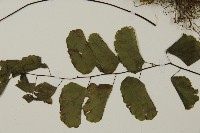 半月形鐵線蕨藏品圖，第5張