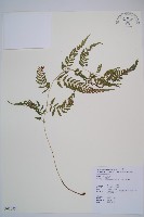 日本蹄蓋蕨藏品圖，第1張